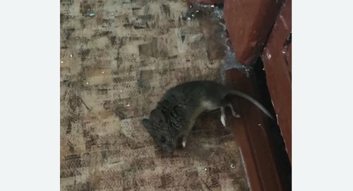 Дезинфекция от мышей в Новопетровском